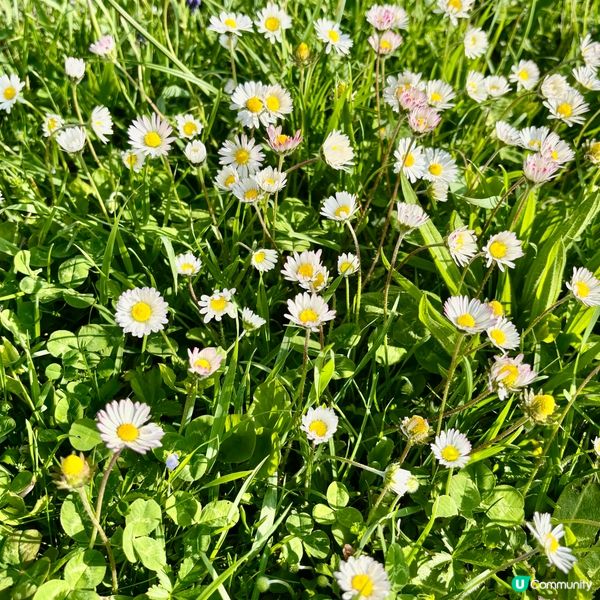 《亂草叢變成小菊園》 🌈