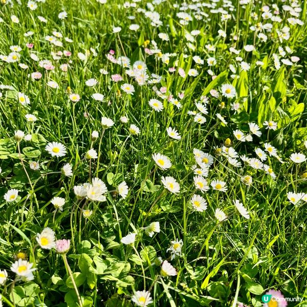 《亂草叢變成小菊園》 🌈