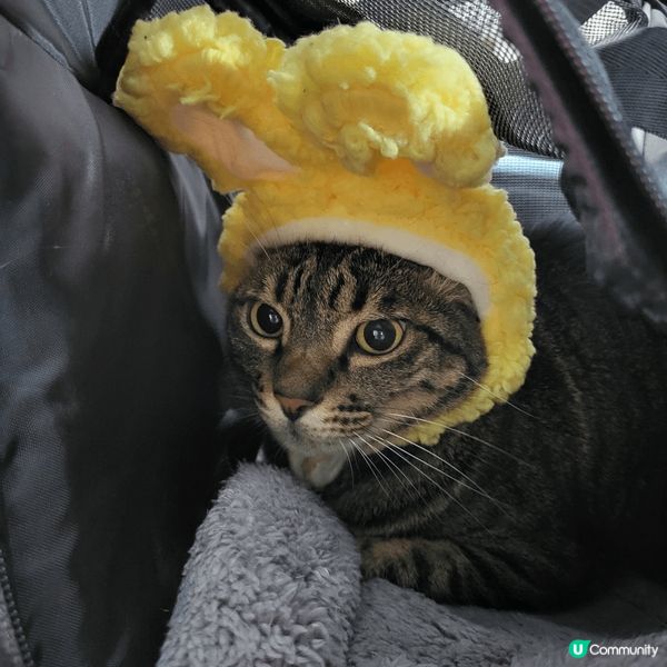 嚟到復活節 ，家中主子也要應一應節，戴返個兔仔耳扮下兔仔先。...