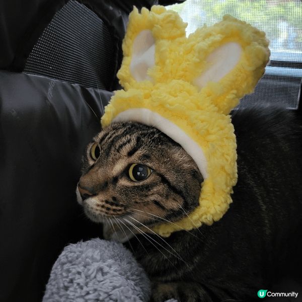 嚟到復活節 ，家中主子也要應一應節，戴返個兔仔耳扮下兔仔先。...