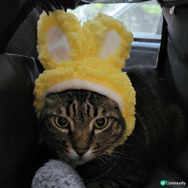 嚟到復活節 ，家中主子也要應一應節，戴返個兔仔耳扮下兔仔先。...