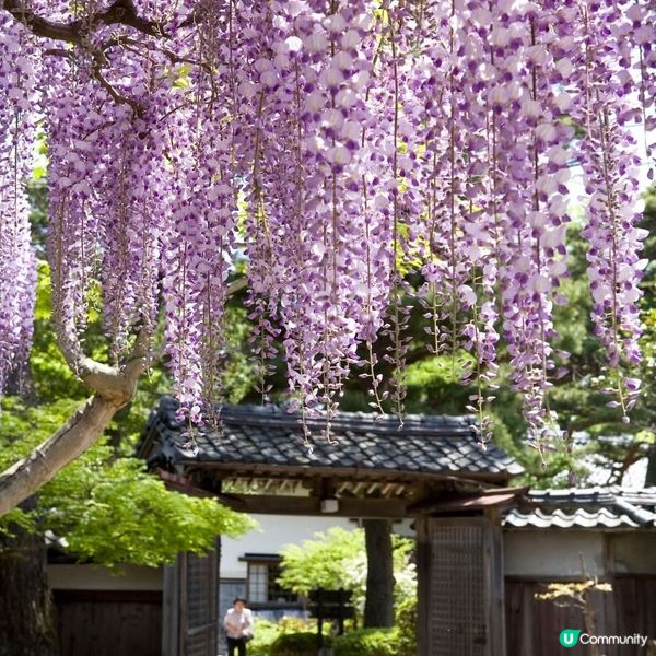 新潟紫藤花🌸 開催啦！北方文化博物館打卡📸️
