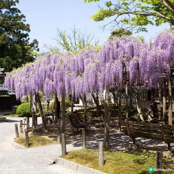 新潟紫藤花🌸 開催啦！北方文化博物館打卡📸️