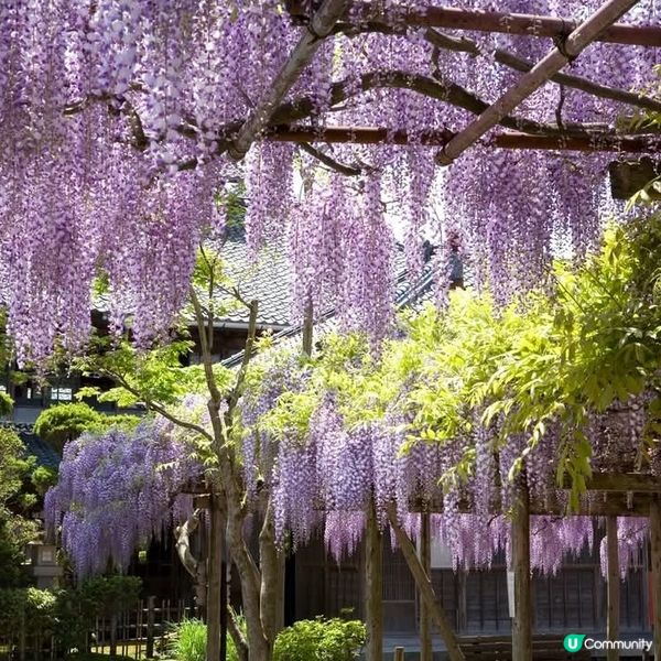 新潟紫藤花🌸 開催啦！北方文化博物館打卡📸️