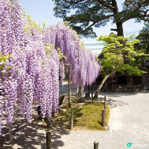 新潟紫藤花🌸 開催啦！北方文化博物館打卡📸️