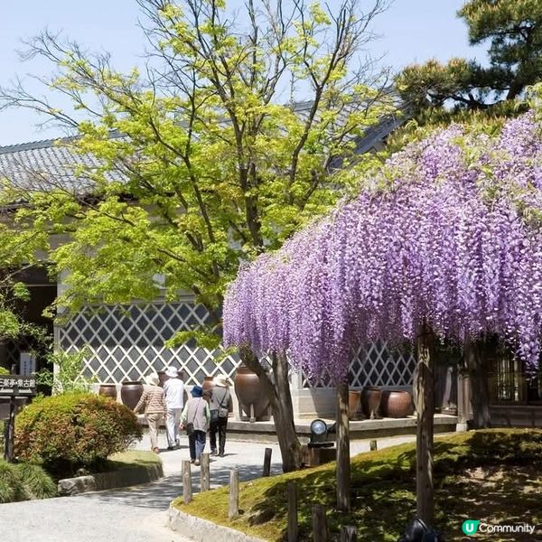 新潟紫藤花🌸 開催啦！北方文化博物館打卡📸️