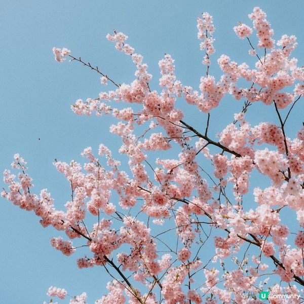 #Chill嘆酒店旅人祭  #別要再蝨眠