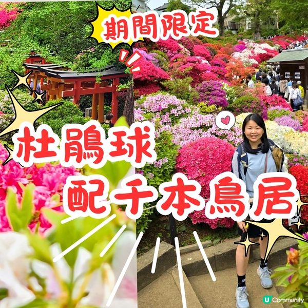 🔥人氣杜鵑球海😜配千本鳥居~正‼️👍