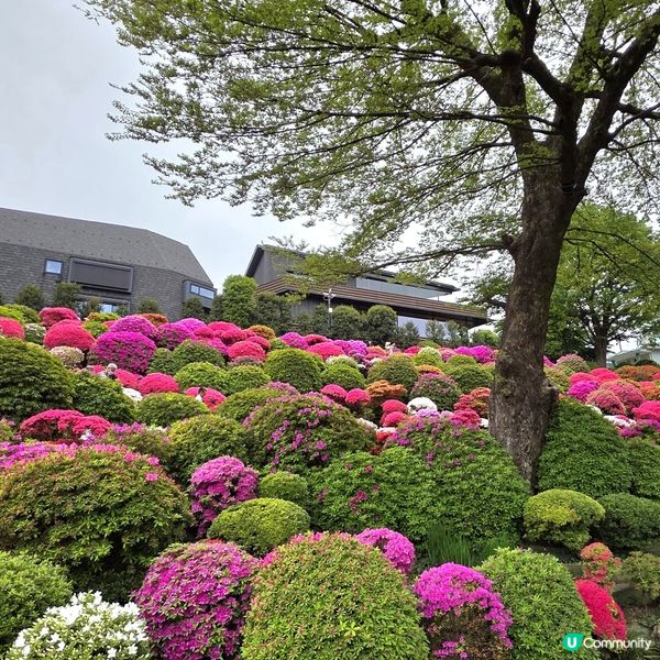 🔥人氣杜鵑球海😜配千本鳥居~正‼️👍