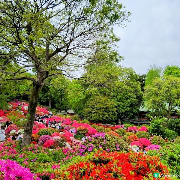🔥人氣杜鵑球海😜配千本鳥居~正‼️👍