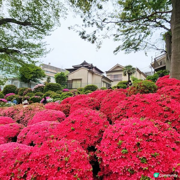 🔥人氣杜鵑球海😜配千本鳥居~正‼️👍
