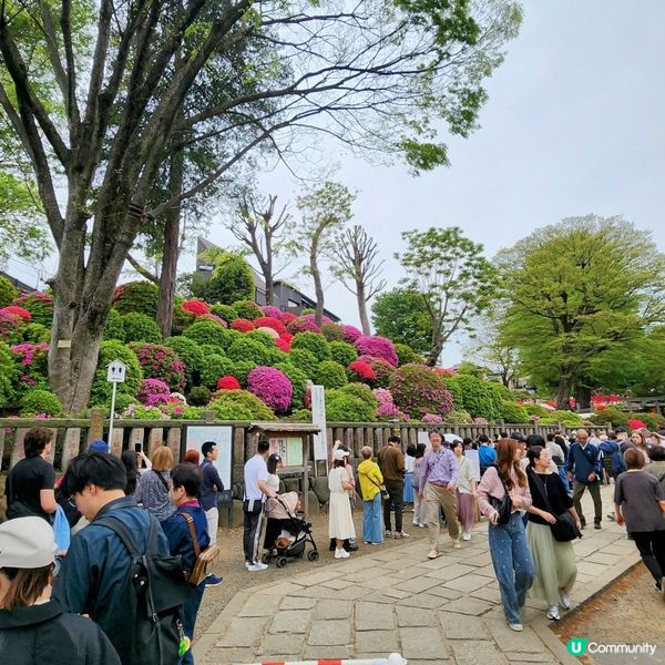 🔥人氣杜鵑球海😜配千本鳥居~正‼️👍