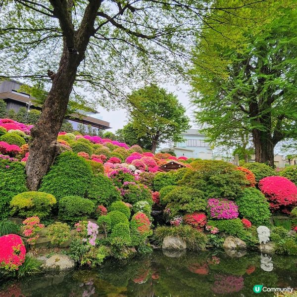 🔥人氣杜鵑球海😜配千本鳥居~正‼️👍