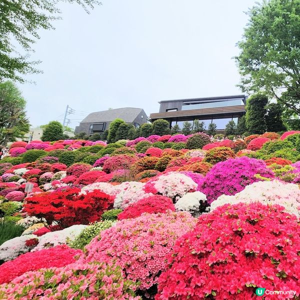 🔥人氣杜鵑球海😜配千本鳥居~正‼️👍