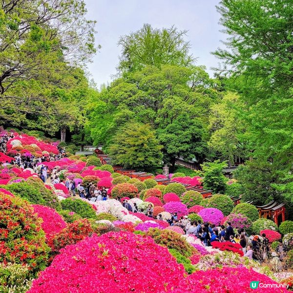 🔥人氣杜鵑球海😜配千本鳥居~正‼️👍