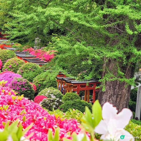 🔥人氣杜鵑球海😜配千本鳥居~正‼️👍