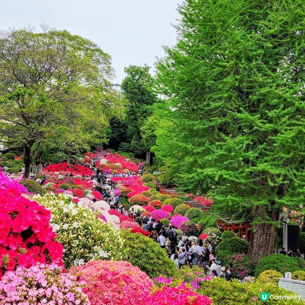 🔥人氣杜鵑球海😜配千本鳥居~正‼️👍