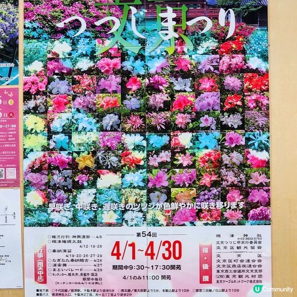 🔥人氣杜鵑球海😜配千本鳥居~正‼️👍