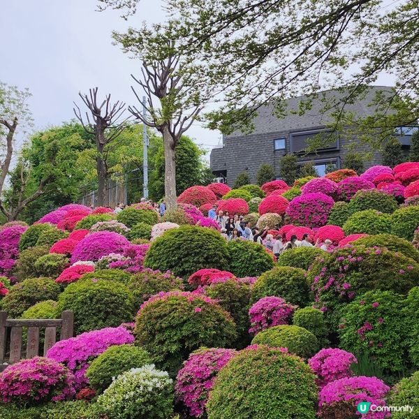 🔥人氣杜鵑球海😜配千本鳥居~正‼️👍