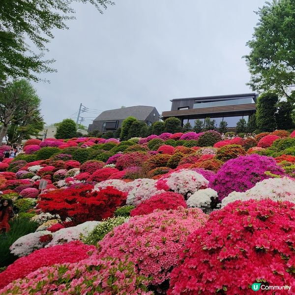🔥人氣杜鵑球海😜配千本鳥居~正‼️👍