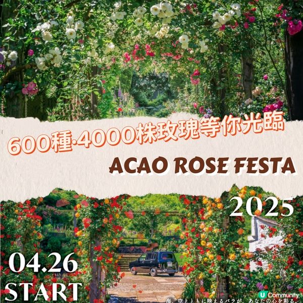 像極了童話森林中的玫瑰盛宴🌹