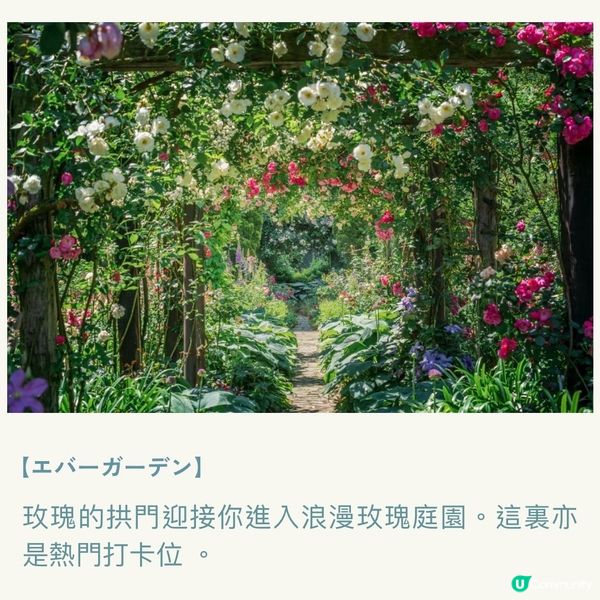 像極了童話森林中的玫瑰盛宴🌹