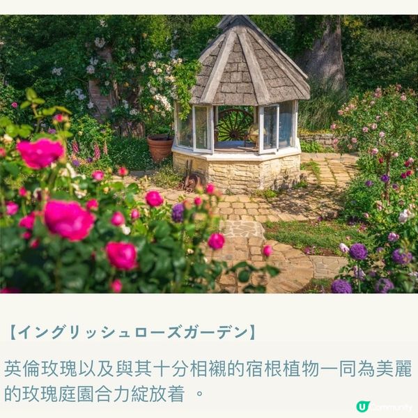 像極了童話森林中的玫瑰盛宴🌹