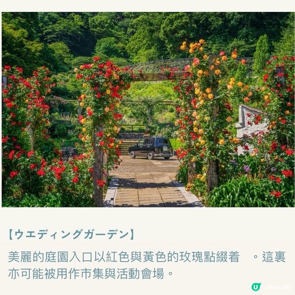 像極了童話森林中的玫瑰盛宴🌹