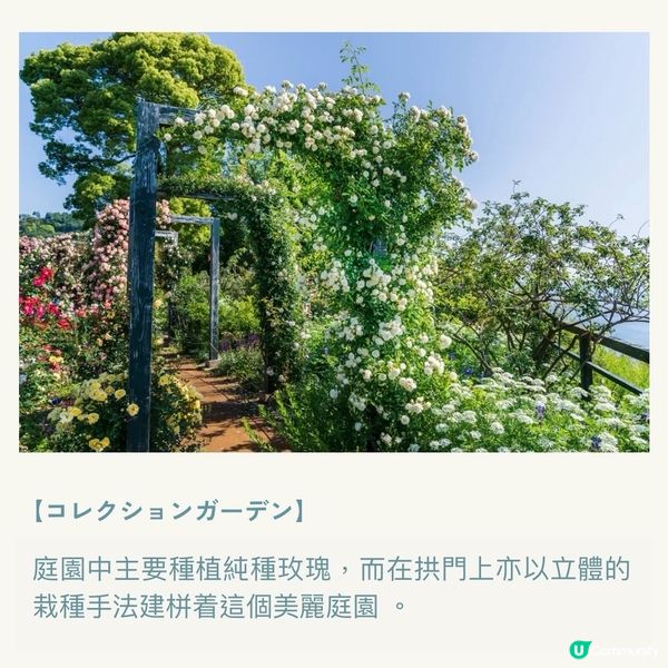 像極了童話森林中的玫瑰盛宴🌹