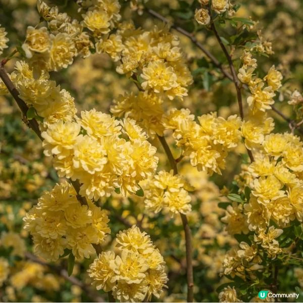 像極了童話森林中的玫瑰盛宴🌹