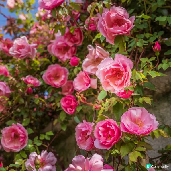 像極了童話森林中的玫瑰盛宴🌹