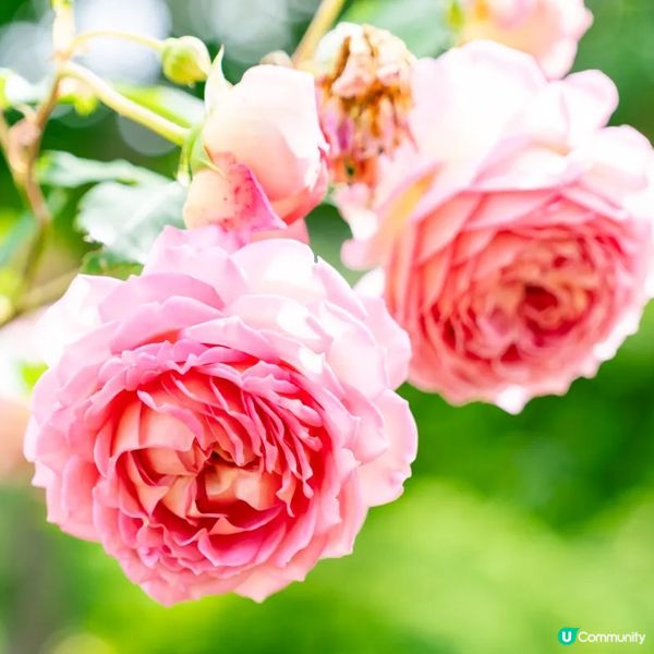 像極了童話森林中的玫瑰盛宴🌹