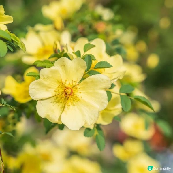 像極了童話森林中的玫瑰盛宴🌹