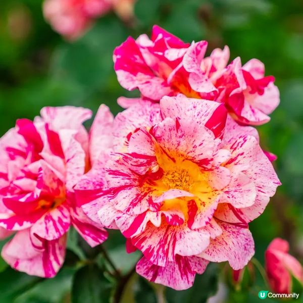 像極了童話森林中的玫瑰盛宴🌹