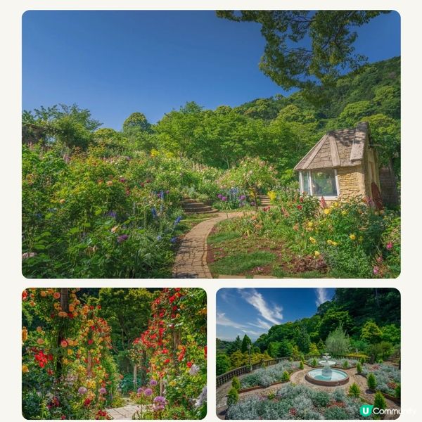 像極了童話森林中的玫瑰盛宴🌹