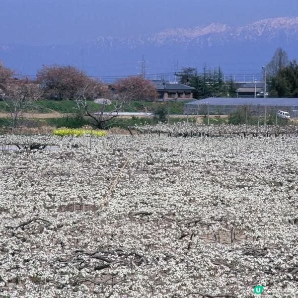 新潟🍓梨花盛開，甜到爆！🤤