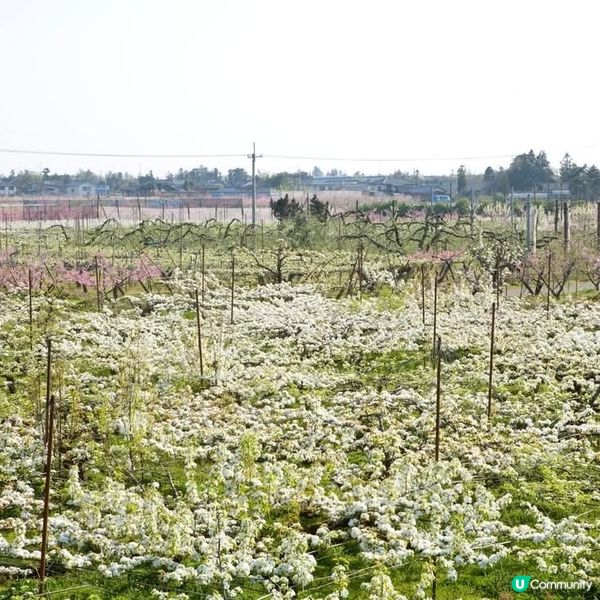 新潟🍓梨花盛開，甜到爆！🤤