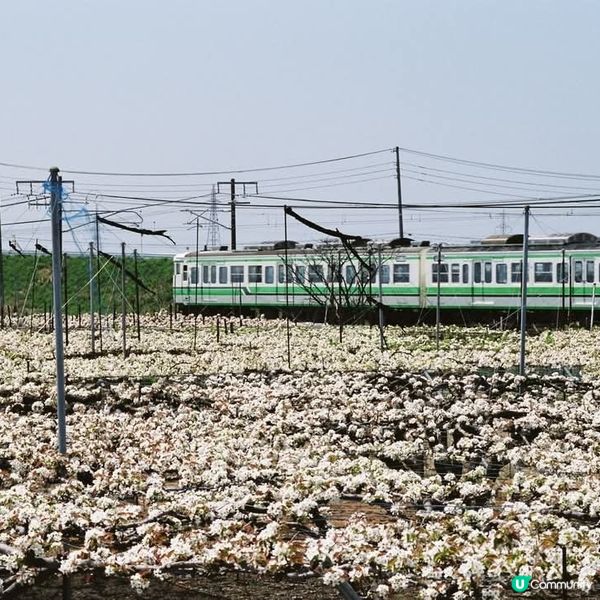 新潟🍓梨花盛開，甜到爆！🤤