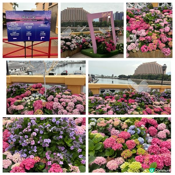 黃金海岸繡球花節🌸  今個週末去打卡📸