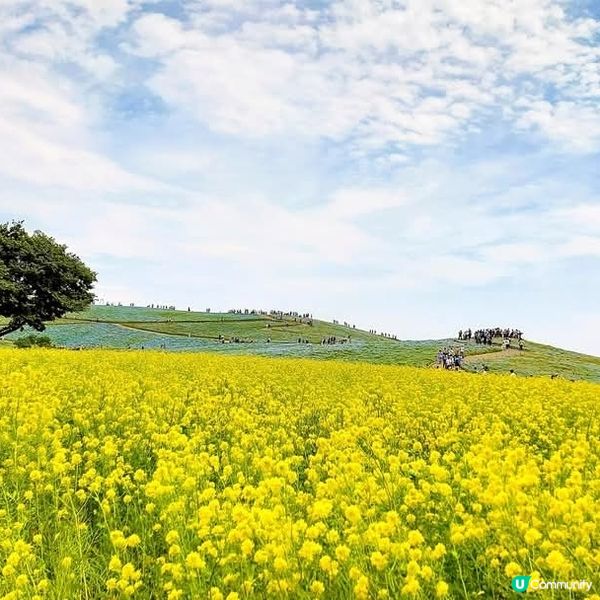 🌸 常陸海濱公園油菜花海 📸