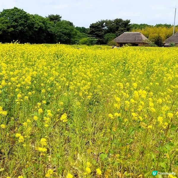 🌸 常陸海濱公園油菜花海 📸