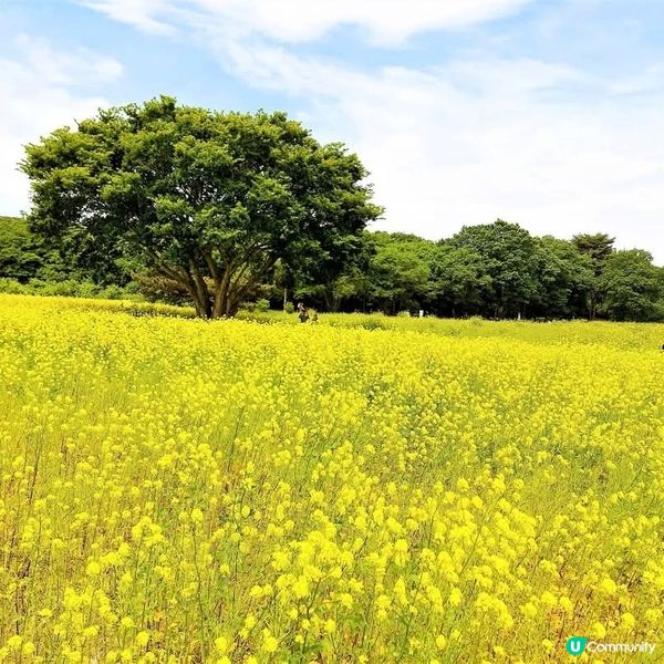 🌸 常陸海濱公園油菜花海 📸