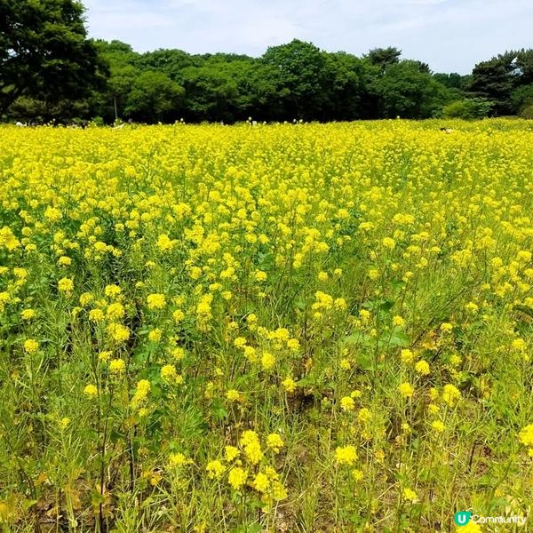 🌸 常陸海濱公園油菜花海 📸