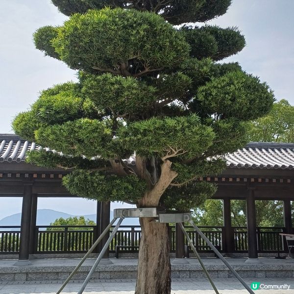 慈山寺 佛誕開放