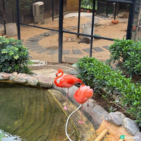 ## 🐒 香港動植物公園，隱世動物天堂！免費入場！