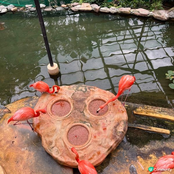 ## 🐒 香港動植物公園，隱世動物天堂！免費入場！