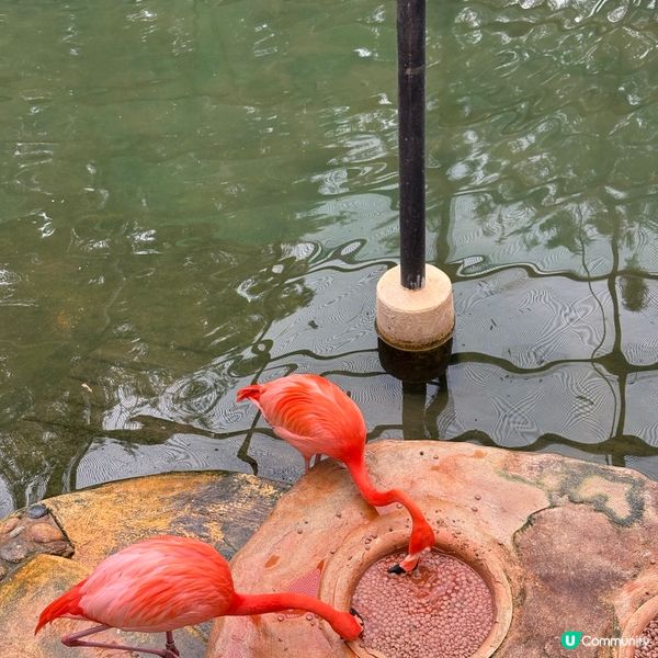 ## 🐒 香港動植物公園，隱世動物天堂！免費入場！