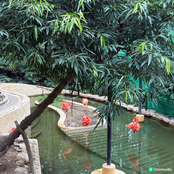 ## 🐒 香港動植物公園，隱世動物天堂！免費入場！