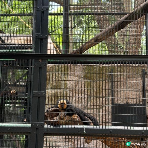 ## 🐒 香港動植物公園，隱世動物天堂！免費入場！