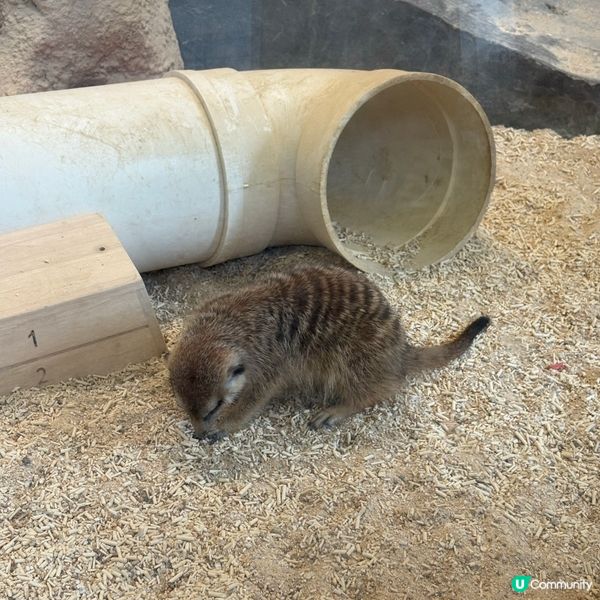 ## 🐒 香港動植物公園，隱世動物天堂！免費入場！